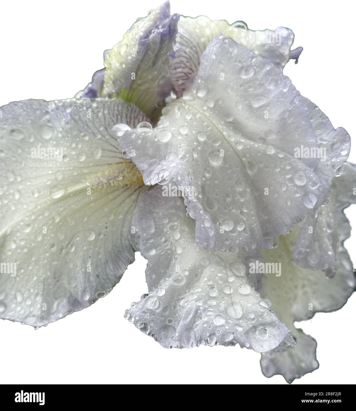 Blühende Iris weiße Blütenblüte Stockfoto