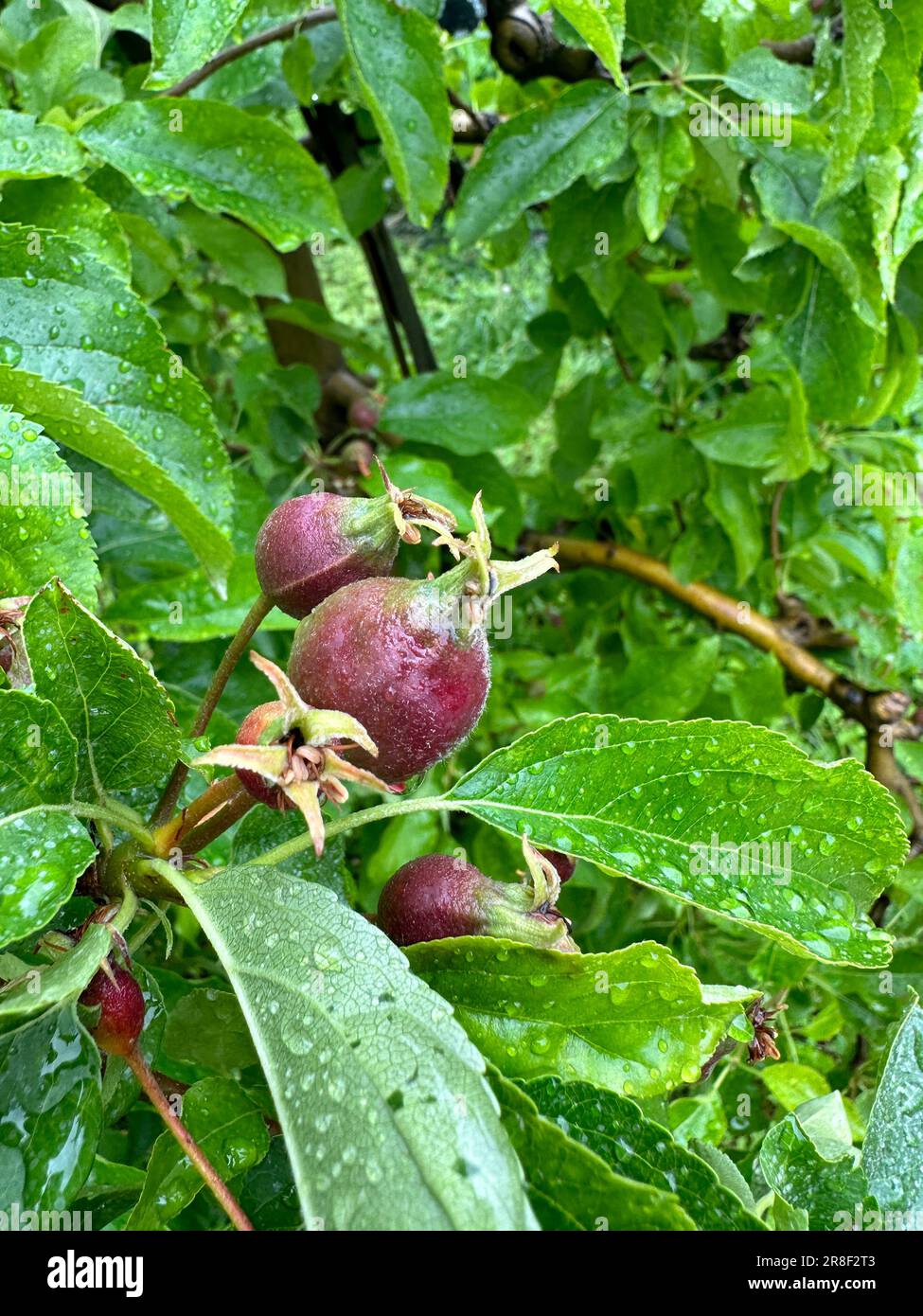 Apfelgarten Apfelbäume in Südtirol Stockfoto