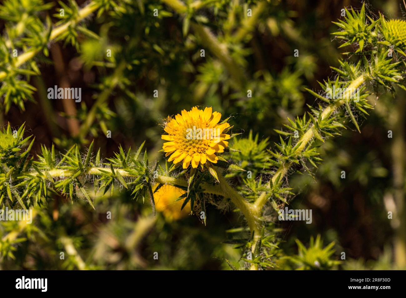 Spikeweed (Centromadia pungens) im San Luis National Wildlife Refuge im Central Valley of California USA Stockfoto