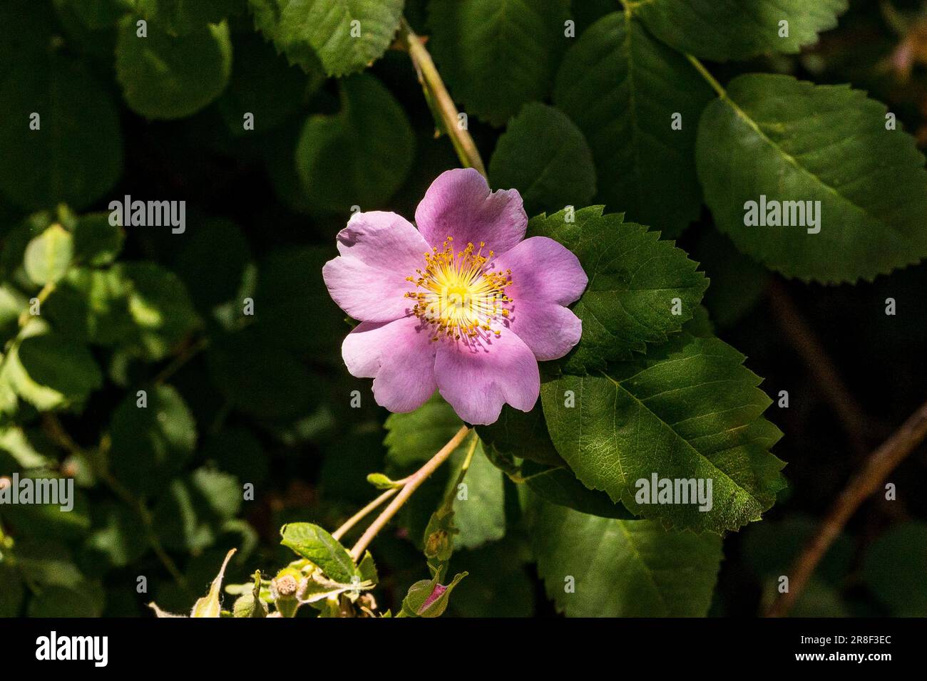 California Wild Rose (Rosa Calicfornica) im Oktober 2022 im San Joaquin National Wildlife Refuge im Central Valley von Kalifornien Stockfoto