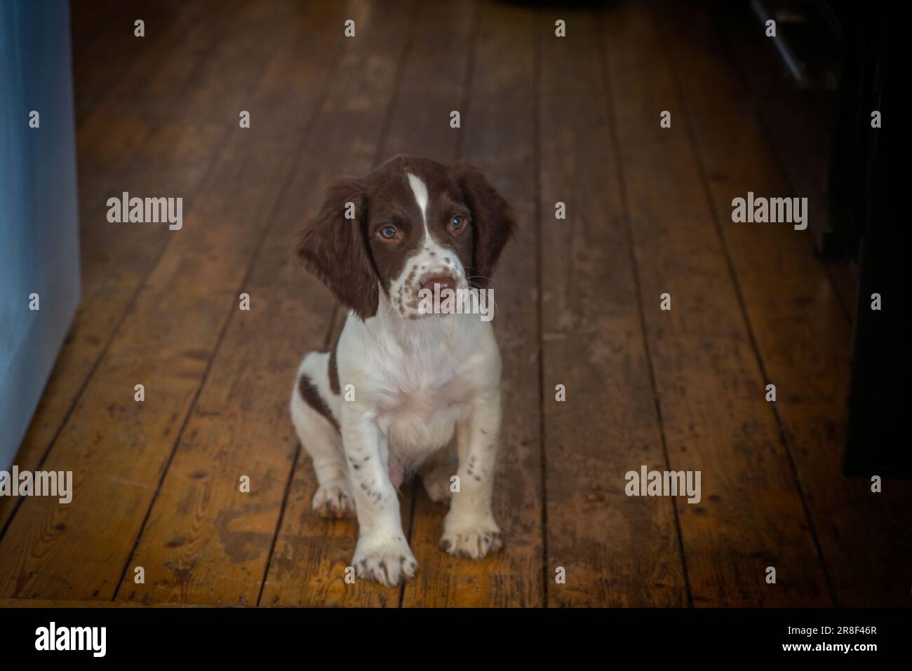 Spaniel Welpen sind neugierig, frühzeitig sitzen zu lernen, dieser ist zwölf Wochen alt Stockfoto