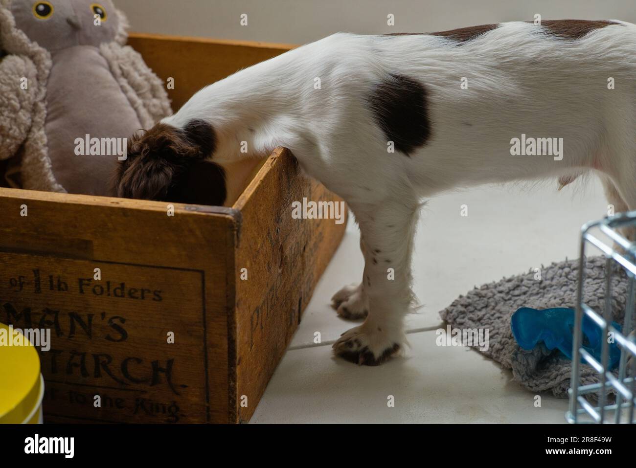 In einer Spielzeugkiste kann Ihr Hündchen aus Spaniel seine Spielzeuge auswählen Stockfoto