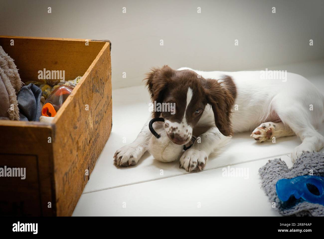 Eine Spielzeugkiste hält deinen Spaniel auf Trab Stockfoto