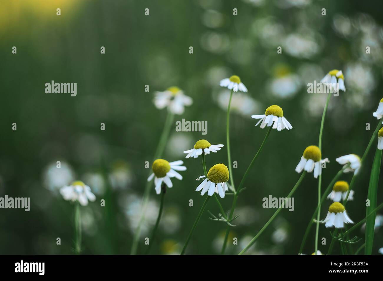 Die Blütezeit. Kamille. Blühende Kamille Feld Stockfoto