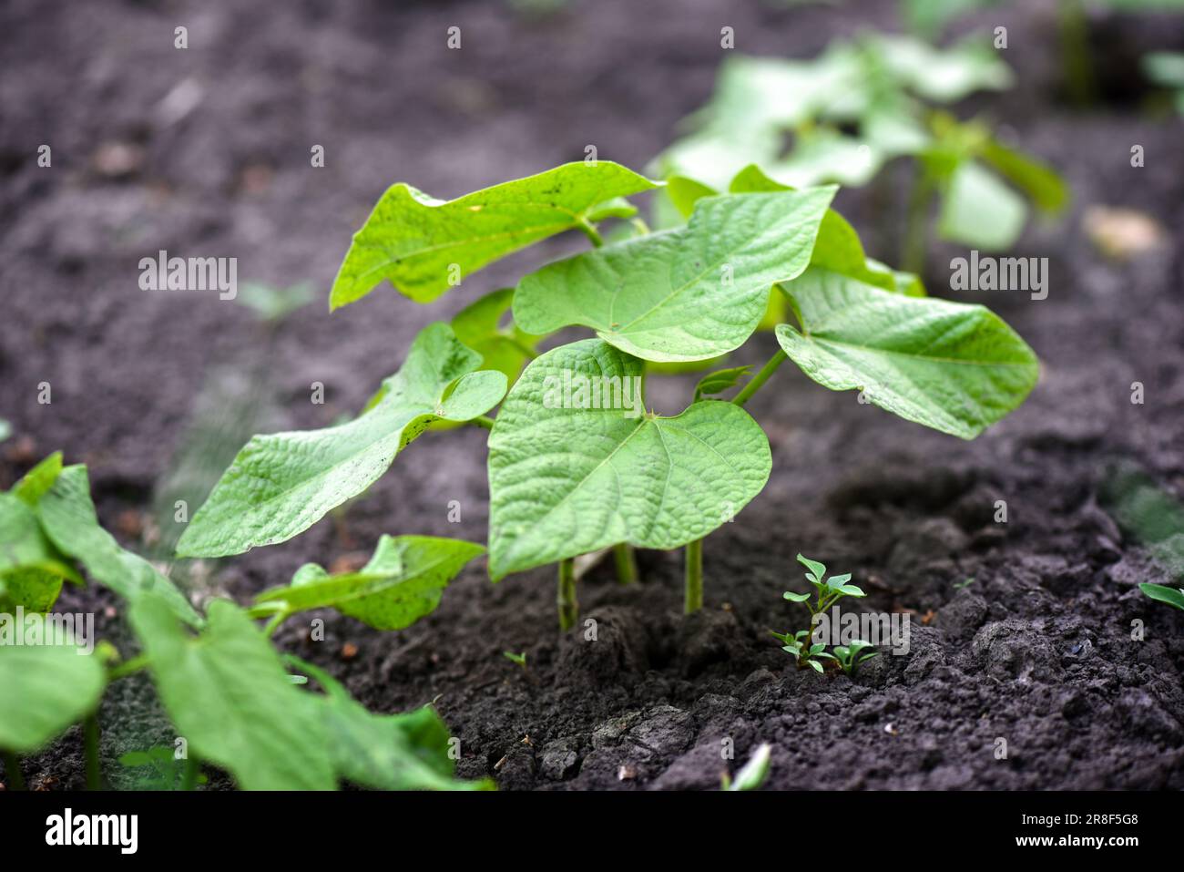 Junge Bohnensprossen wachsen in einem Boden in einem Gemüsegarten. Konzept des Anbaus von eigenem Gemüse. Gartenarbeit. Stockfoto