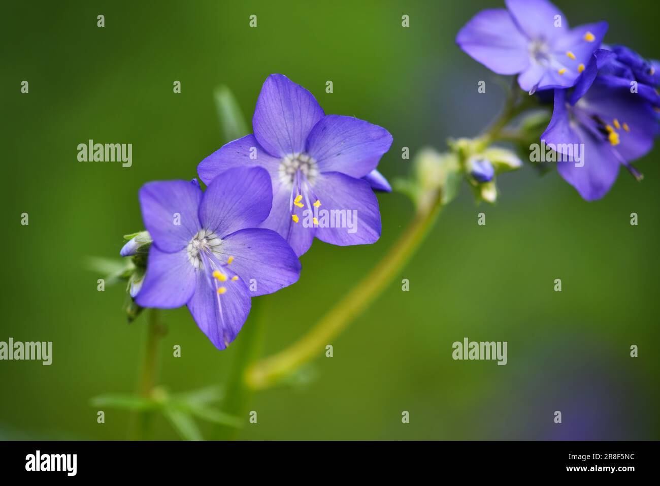 Nahaufnahme einer Blume aus Polemonium caeruleum (Jacobs-Leiter) in Blüte auf natürlichem Hintergrund. Selektiver Fokus. Stockfoto