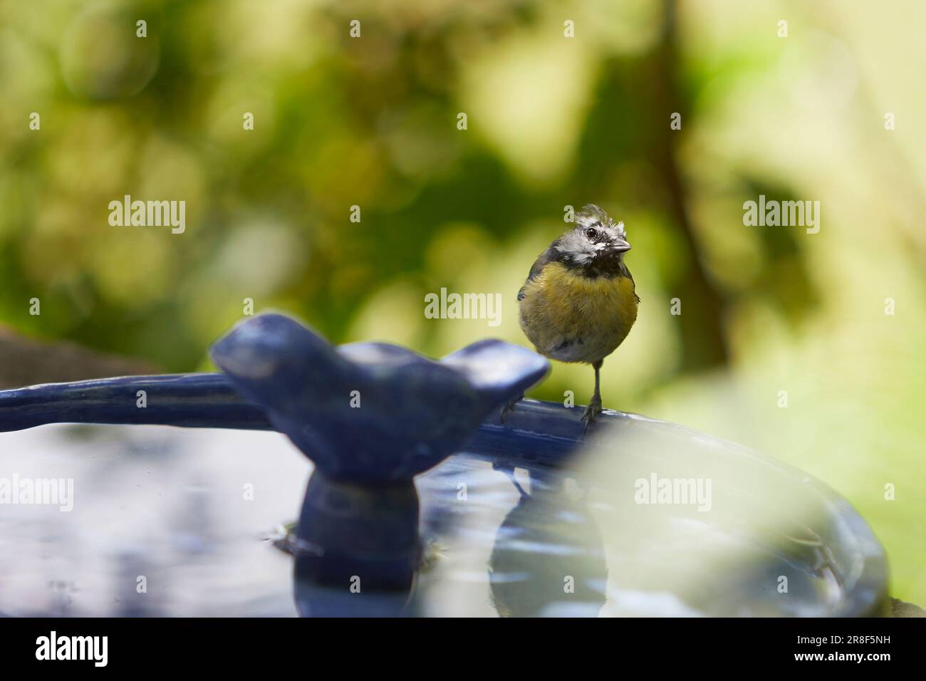 Cyanistes caeruleus, blaue Titten in einem Vogelwasserbad Stockfoto