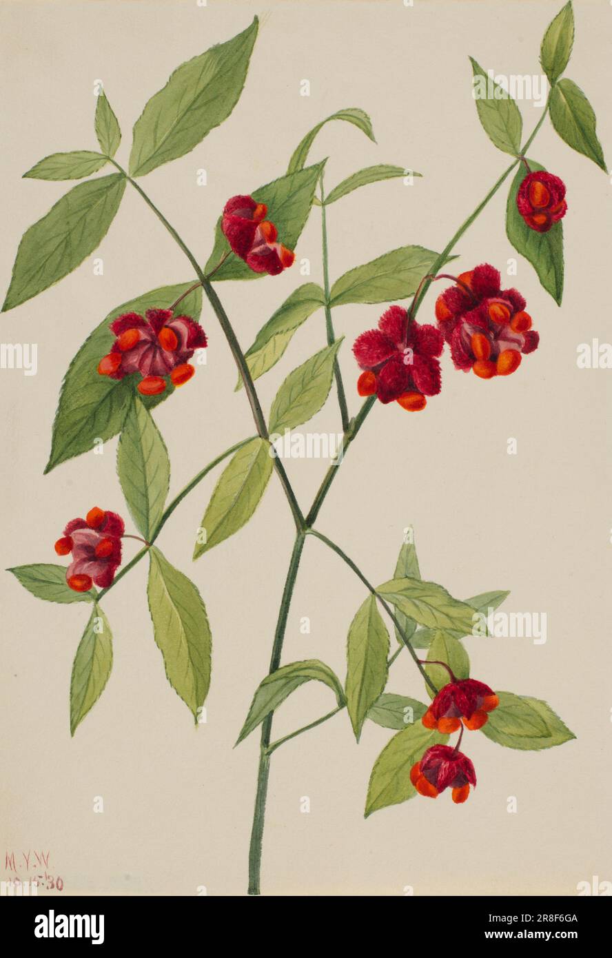 Strawberry Bush-'Hearts Bustin' with Love' (Euonymus Americanus) 1930 von Mary Vaux Walcott, geboren in Philadelphia, PA 1860-Tote St. Andrews, New Brunswick, Kanada 1940 Stockfoto