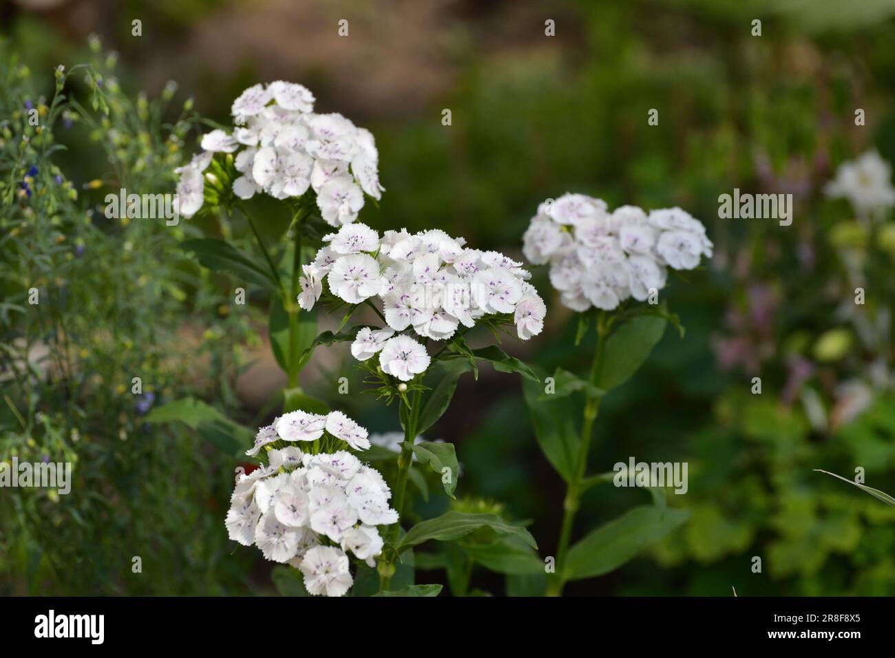 Wunderschöne weiße türkische Nelkenblume wächst im Blumenbeet Stockfoto