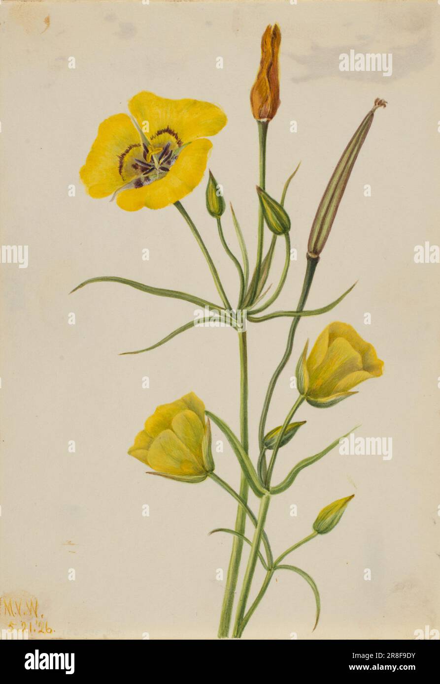 Goldenbowl Mariposa (Calochortus claratus) 1926 von Mary Vaux Walcott, geboren in Philadelphia, PA 1860-gestorben St. Andrews, New Brunswick, Kanada 1940 Stockfoto