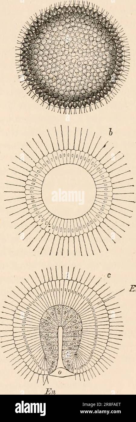 Elementares Zoologiebuch, tr. Und Ed. Von Adam Sedgwick, mit Unterstützung von F. G. Heathcote' (1892-1893) Stockfoto