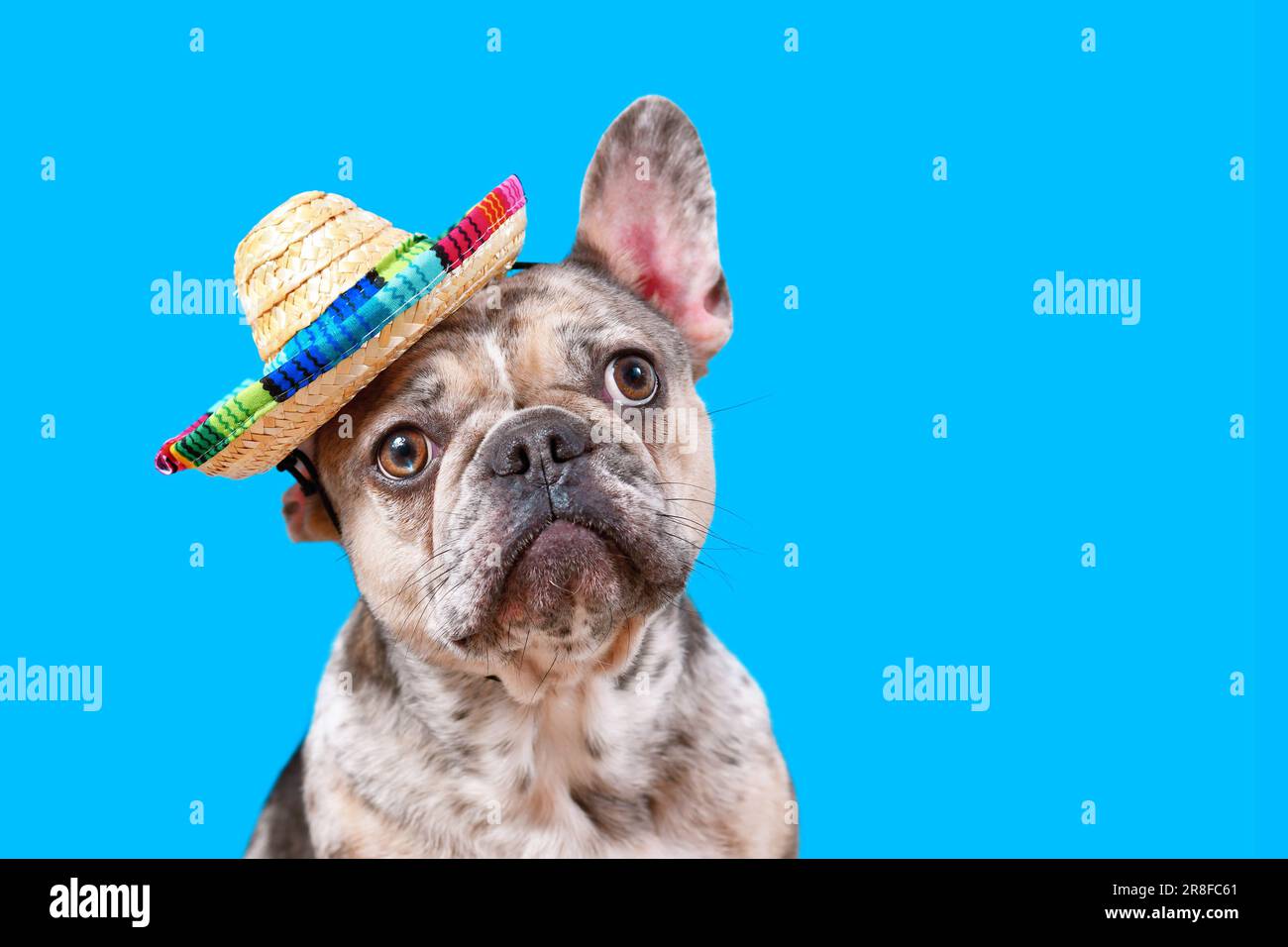 Französischer Bulldog mit Sombrero-Sonnenhut auf blauem Hintergrund und Kopierbereich Stockfoto