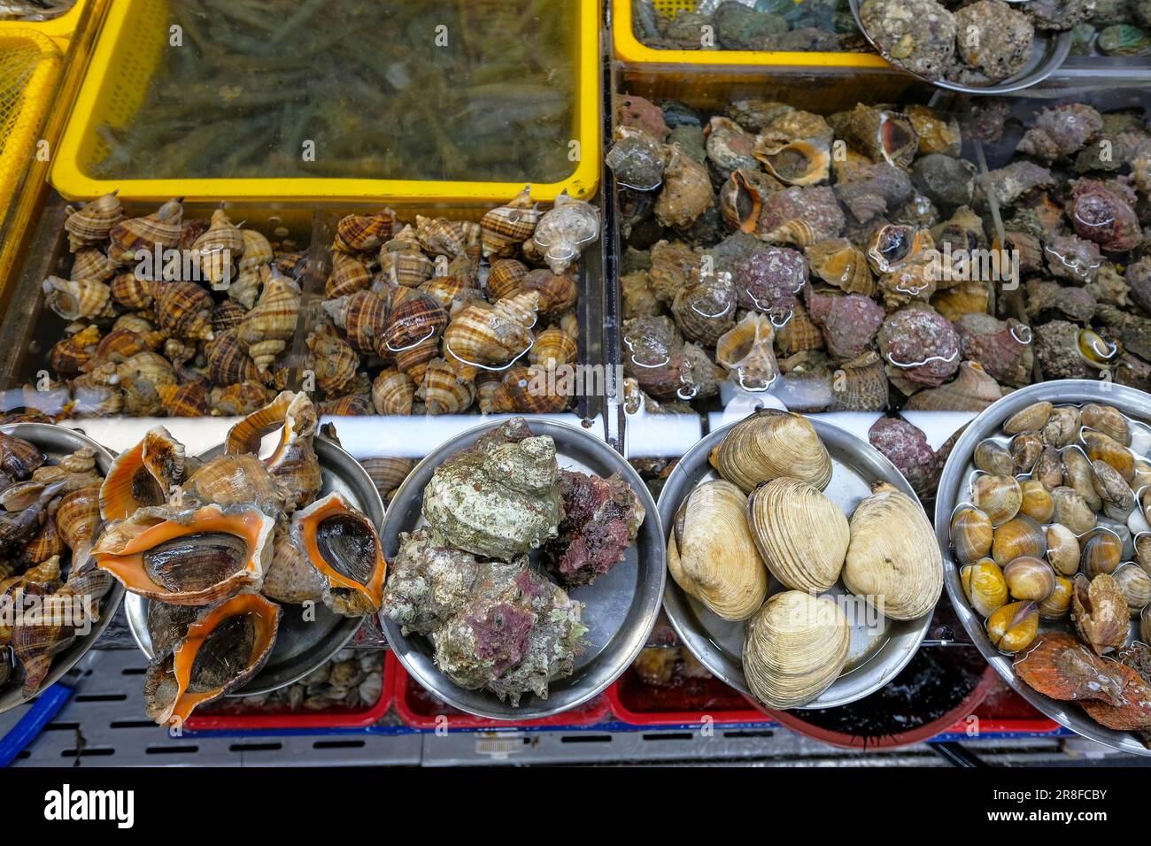 Verkauf von frischen Muscheln, Muscheln und Meeresschnecken auf dem berühmten Jagalchi-Fischmarkt in Busan, Südkorea. Stockfoto