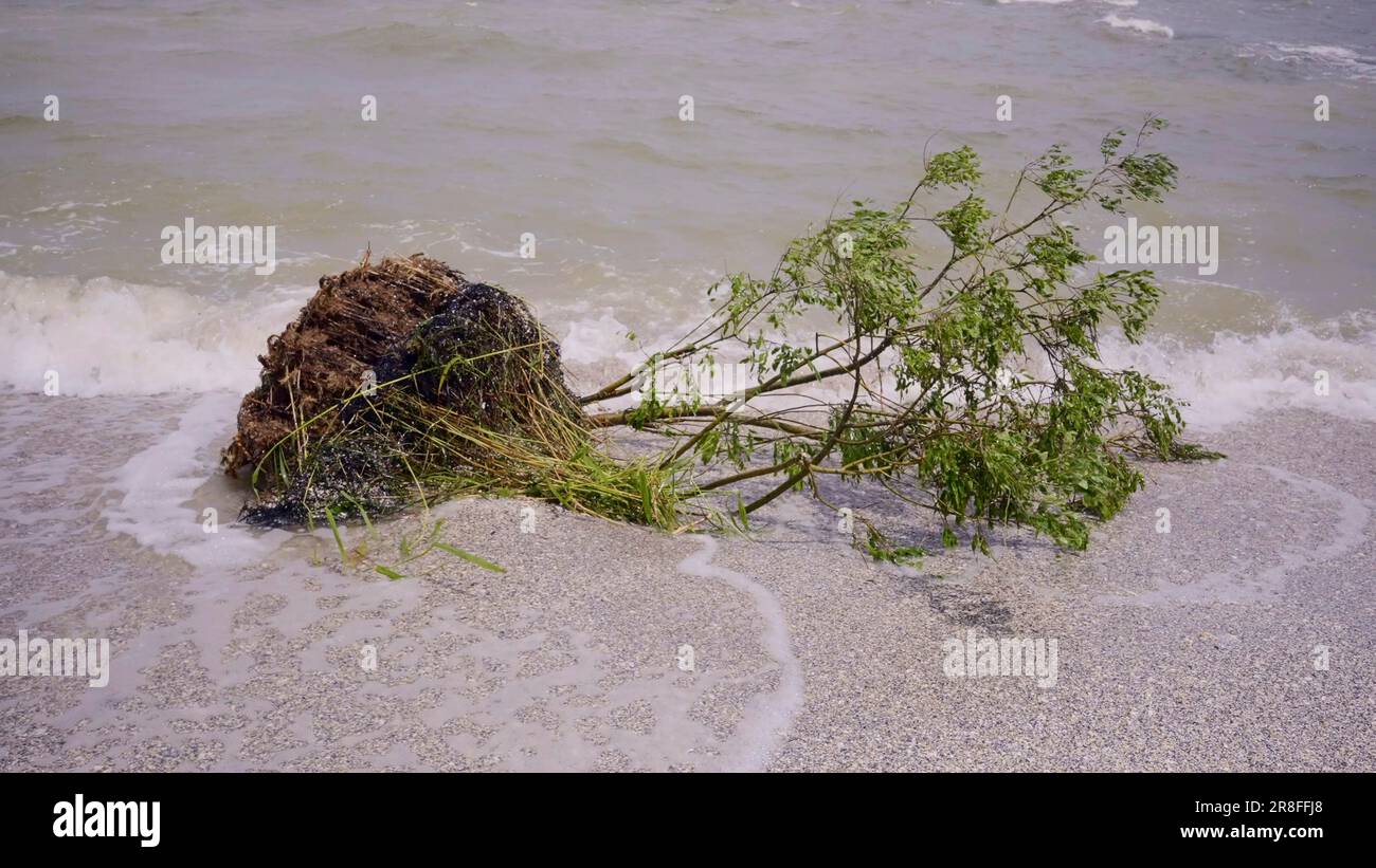 Ein Baum mit schwimmenden Trümmern hat die Schwarzmeerküste in Odessa, Ukraine, erreicht. Umweltkatastrophe durch die Explosion von Kakhovka Stockfoto