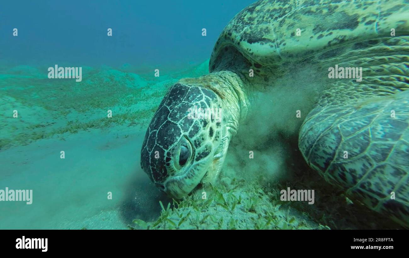 Meeresschildkröten grasen auf dem Meeresboden, Zeitlupe. Große grüne Meeresschildkröte (Chelonia mydas) mit offenem Mund, der grüne Algen auf Seegraswiesen isst Stockfoto