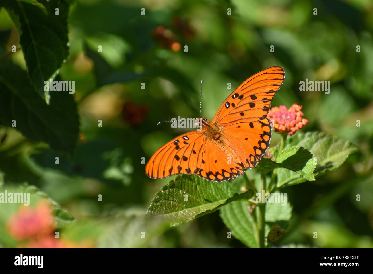 Ein Schmetterling der Gattung Agraulis vanillae maculosa (gelegentlich auch als Dione vanillae bezeichnet), gesehen in Buenos Aires, Argentinien Stockfoto