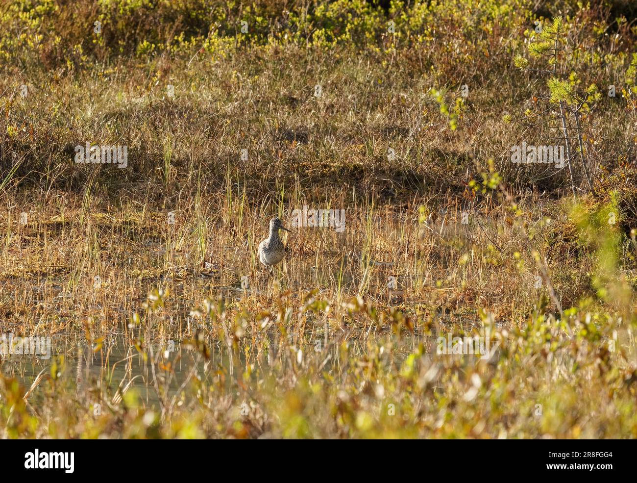 Gemeine Greenshank (Tringa nebularia) in den Feuchtgebieten von Kostamustie Finnland. Juni 2023 Stockfoto