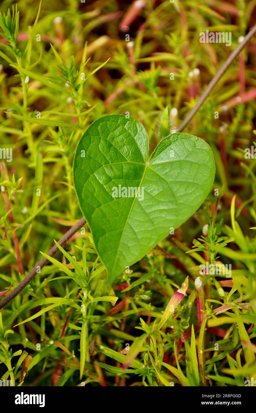 Morgengloria, herzförmiges Blatt, Herz Stockfoto