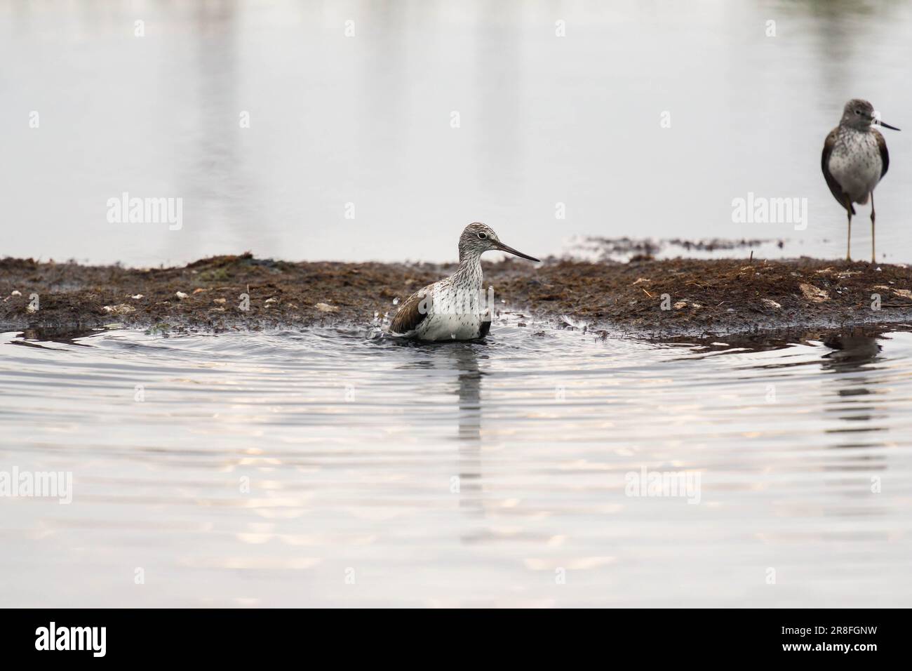 Männliche und weibliche gemeine Greenshank (Tringa nebularia) in den Feuchtgebieten von Kostamustie Finnland. Juni 2023 Stockfoto