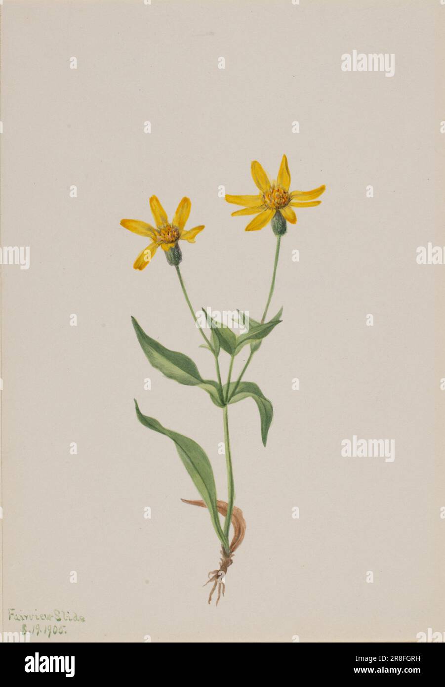 Arnica alpina 1905 von Mary Vaux Walcott, geboren in Philadelphia, PA 1860-gestorben St. Andrews, New Brunswick, Kanada 1940 Stockfoto