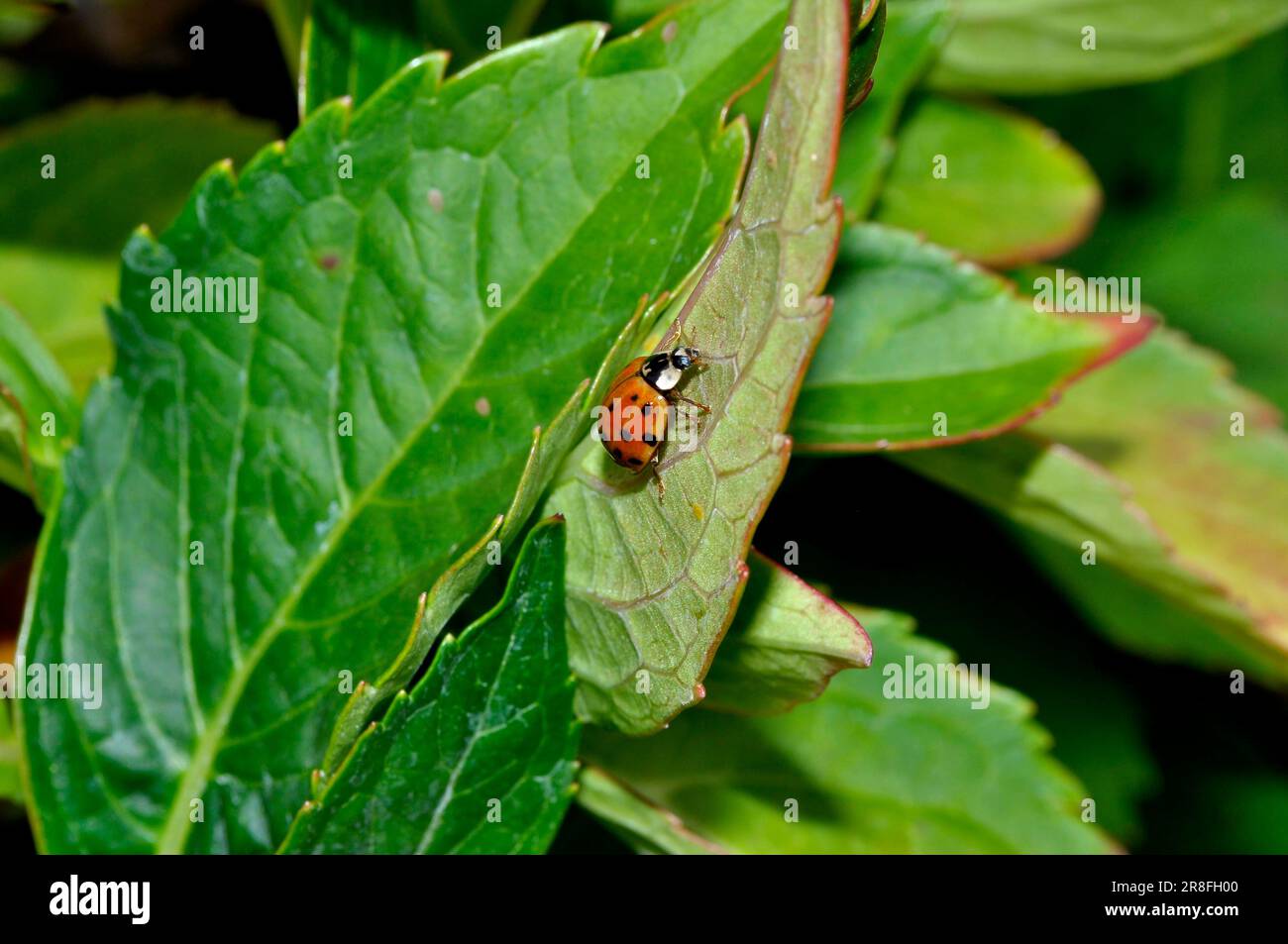 Ladybird auf Hydrangea Leaf Stockfoto