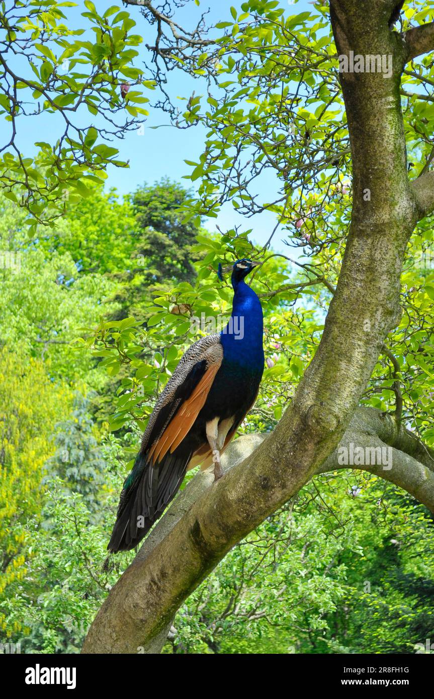 Am Woerlitz-See, Sachsen-Anhalt, indischer Pfau (Pavo cristatus) auf Bäumen, blauer Pfau Stockfoto