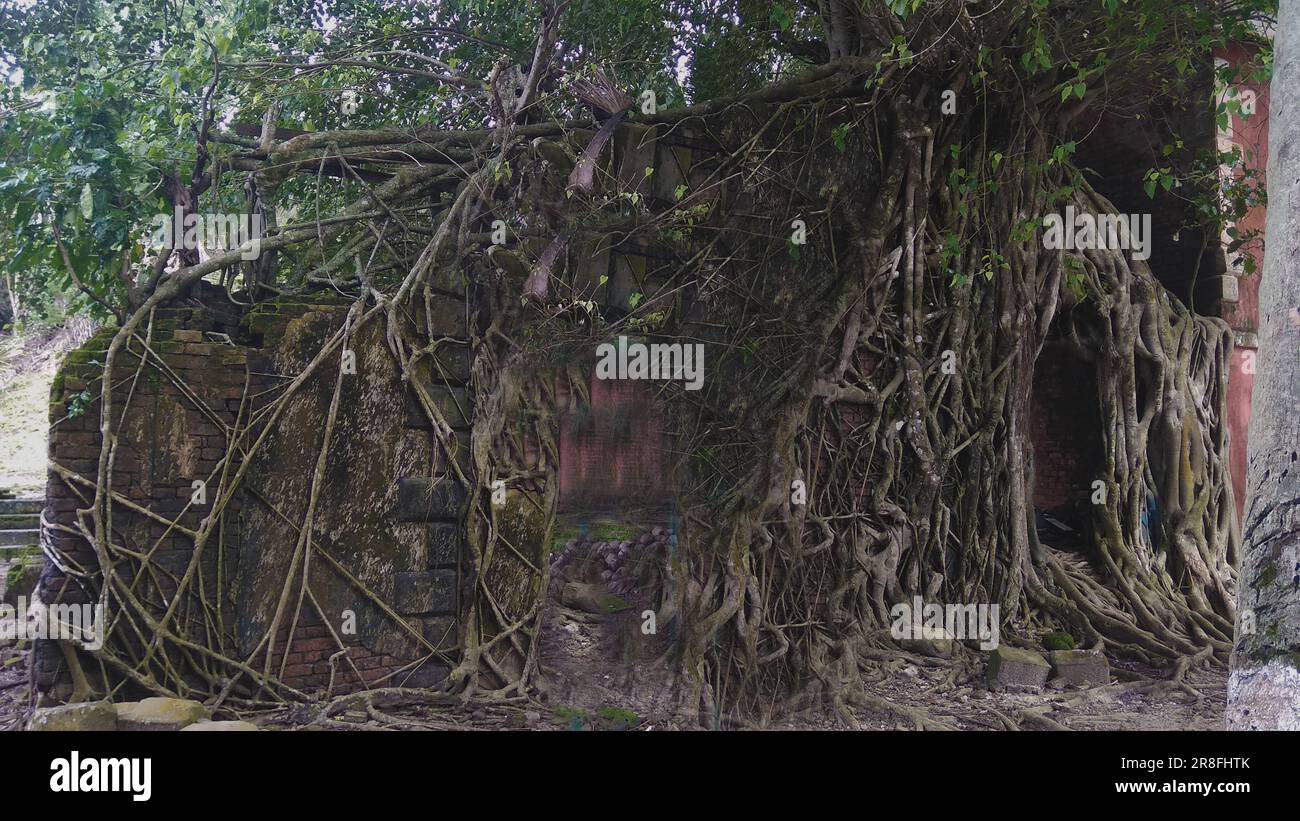 Banyanwurzeln bedeckten das alte verfallene Haus Stockfoto