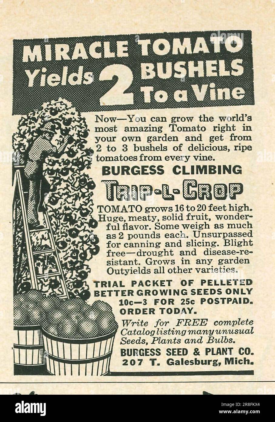 Miracle Tomato bringt 2 Sträucher an eine Rebe – Burgess Seed & Plant CO Michigan Werbeanzeige in einer Zeitschrift 1949 Stockfoto