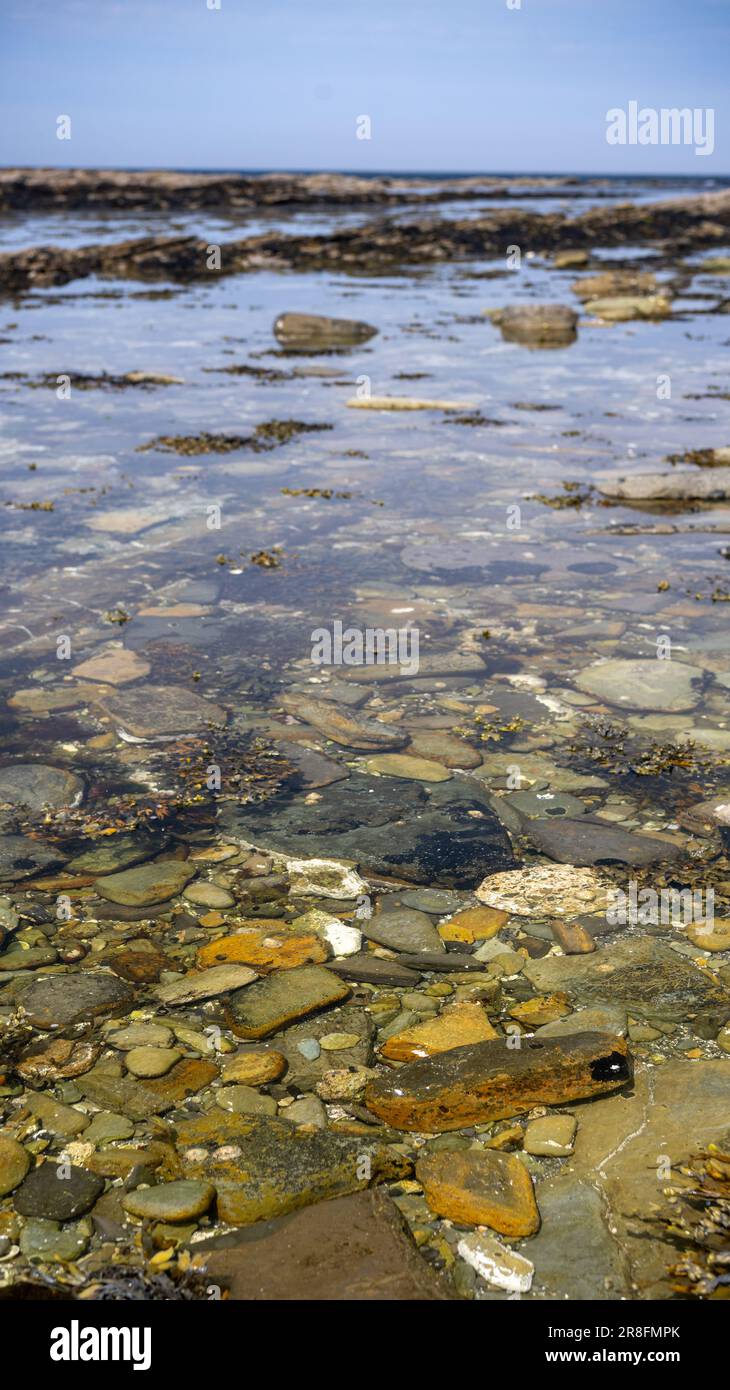 Die eintretende Flut bedeckt langsam Felsen und Algen entlang der Küste von Orkney, Schottland, Großbritannien. Stockfoto