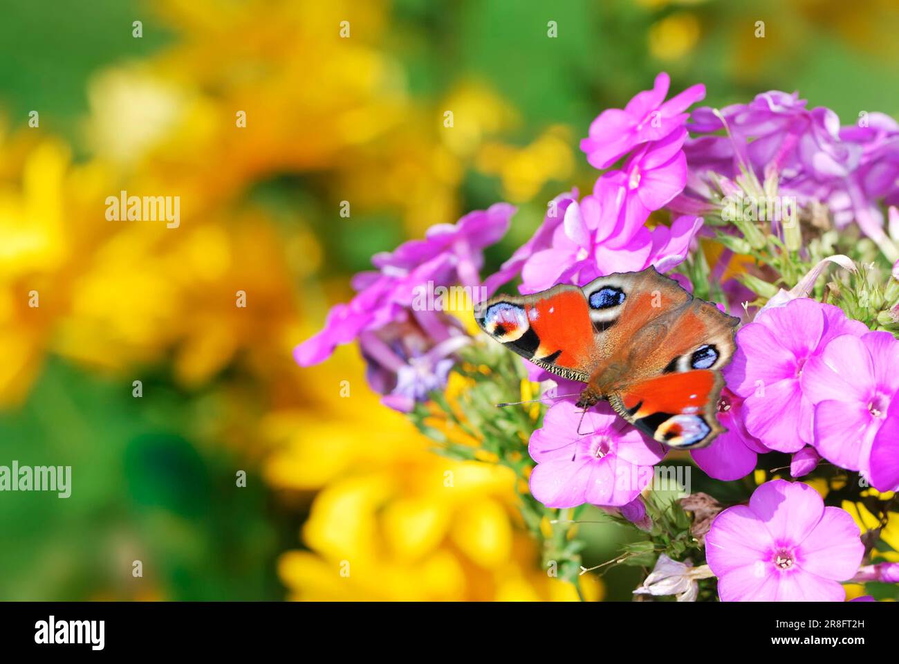 Schmetterling mit Pfauenmotiv und bunten Blumen Stockfoto