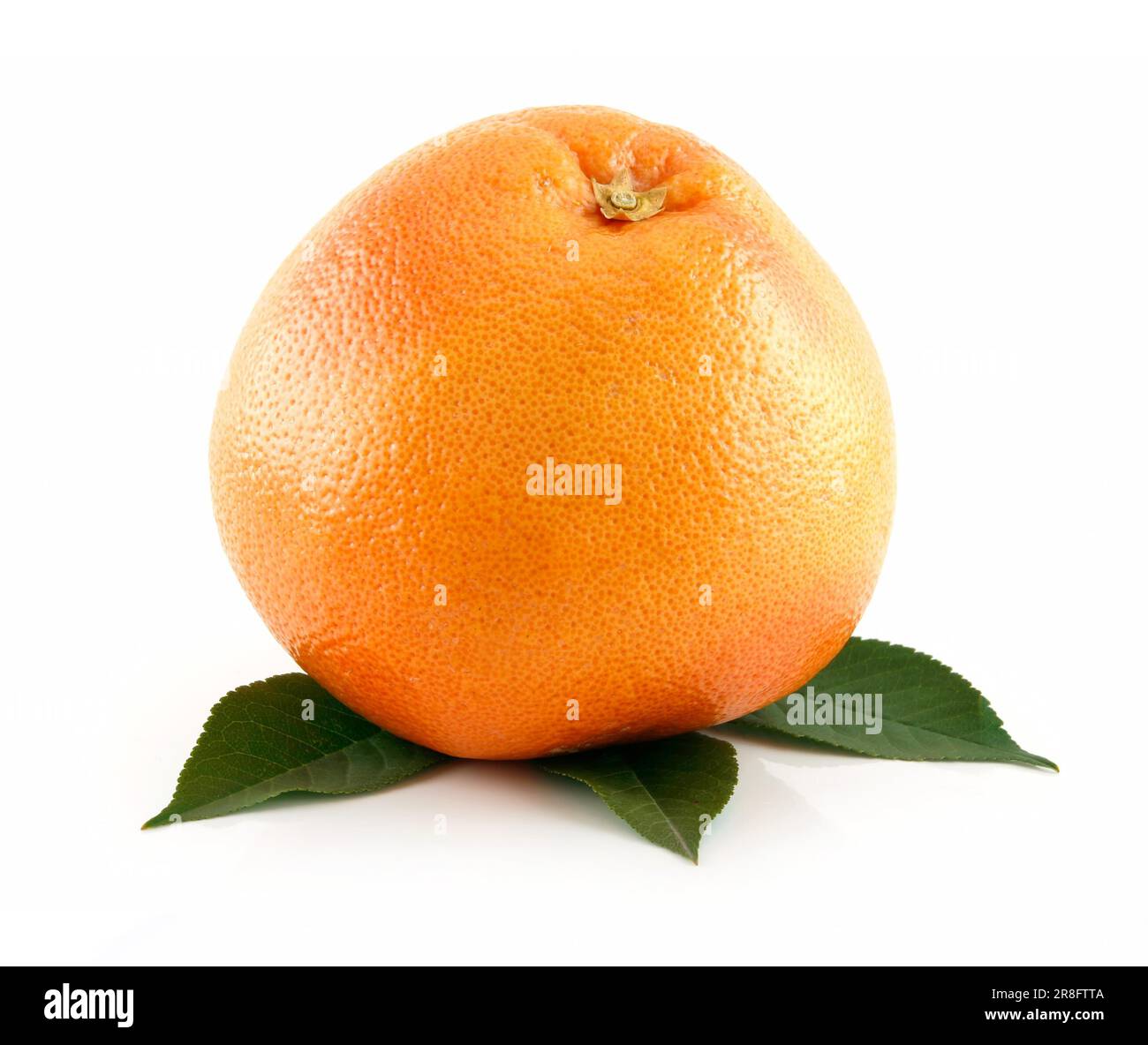 Reife nasse Grapefruit mit Blättern, Isolated on White Background Stockfoto