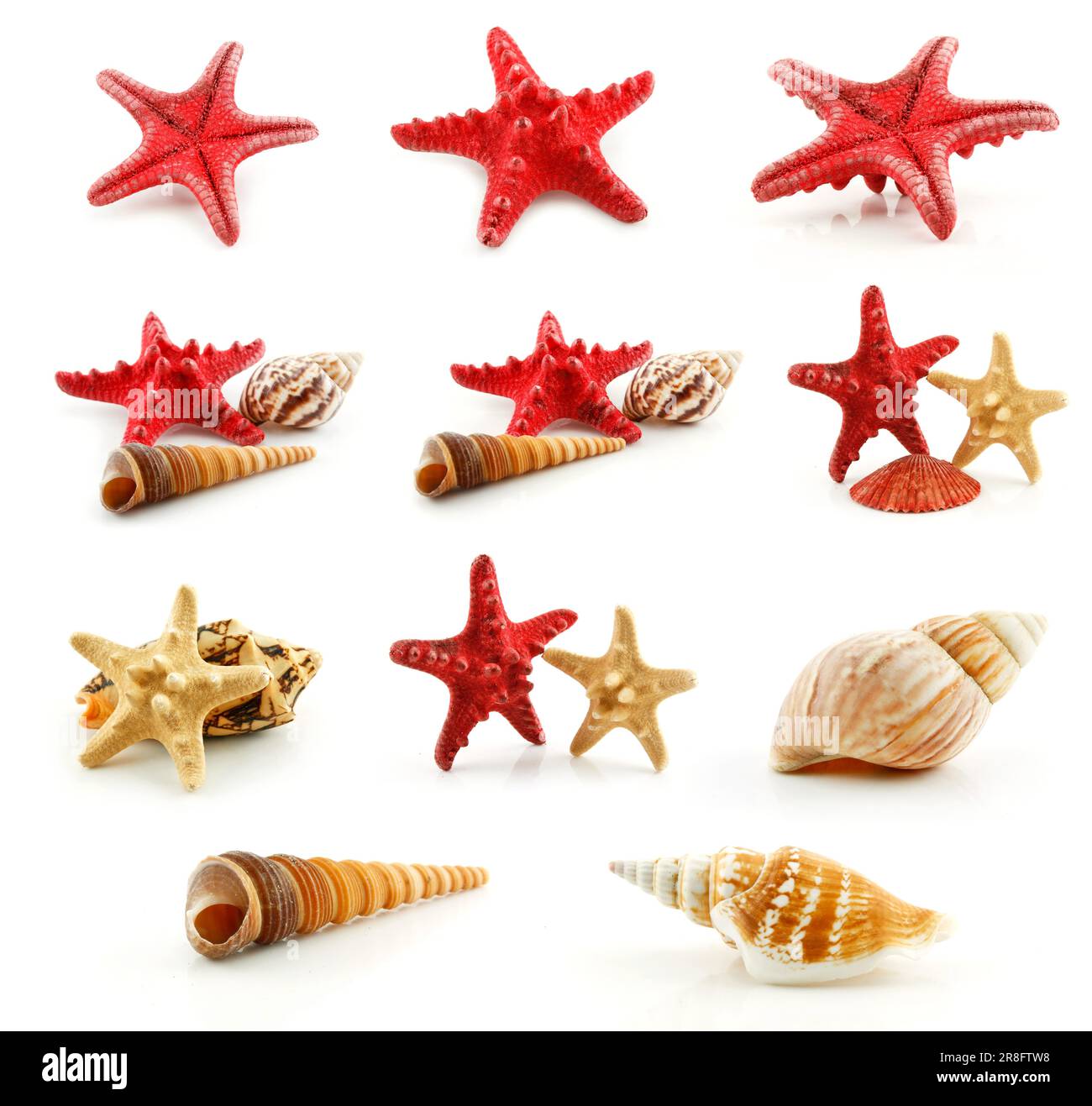 Seashells (Seesterne und Kammmuschel), isoliert auf weißem Hintergrund Stockfoto