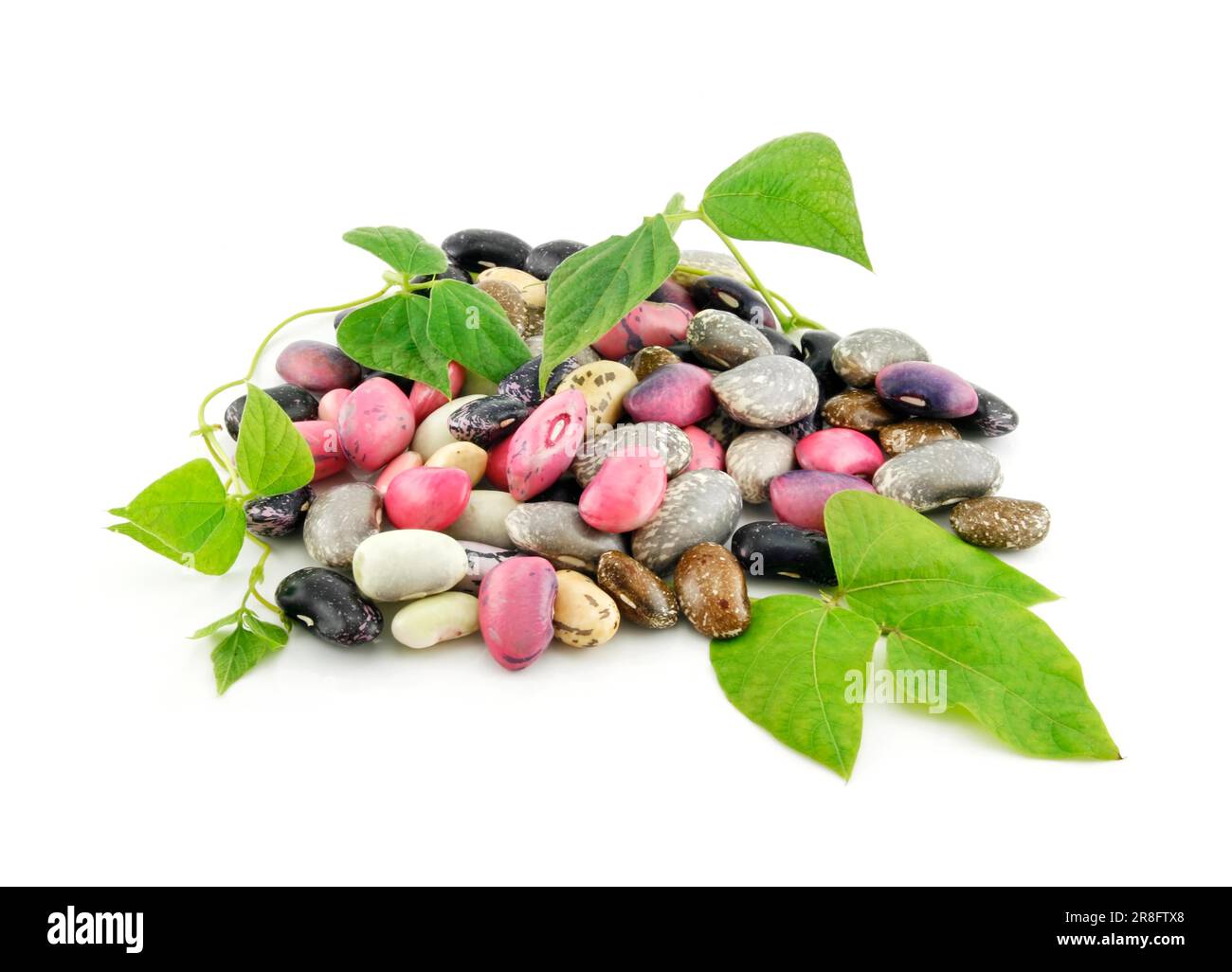 Haufen reifer Haricot-Bohnen mit Samen und Blättern isoliert auf weißem Hintergrund Stockfoto