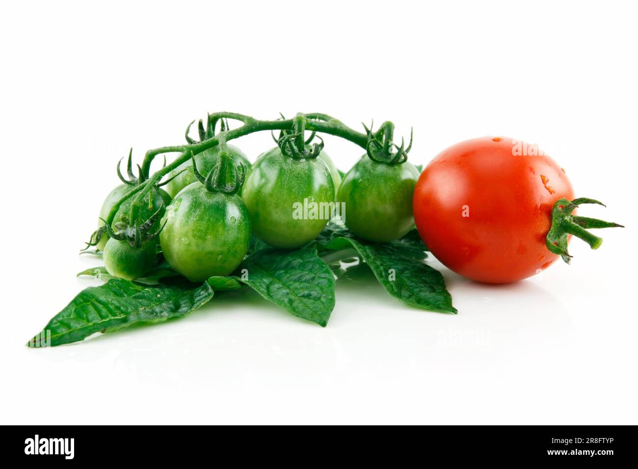 Reife nasse rote und grüne Tomaten, Isolated on White Background Stockfoto