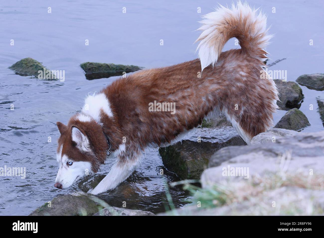 Sibirischer Husky (Canis lupus familaris), weiblich, 3 Jahre, geht ins Wasser, Nordrhein-Westfalen, Deutschland Stockfoto