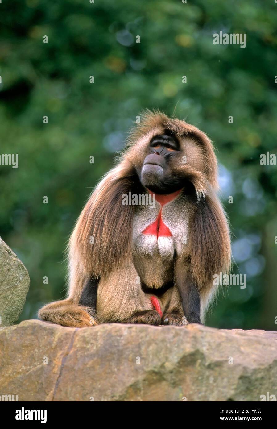 Zoo: gelada Pavian (Theropithecus gelada), Jelada Stockfoto