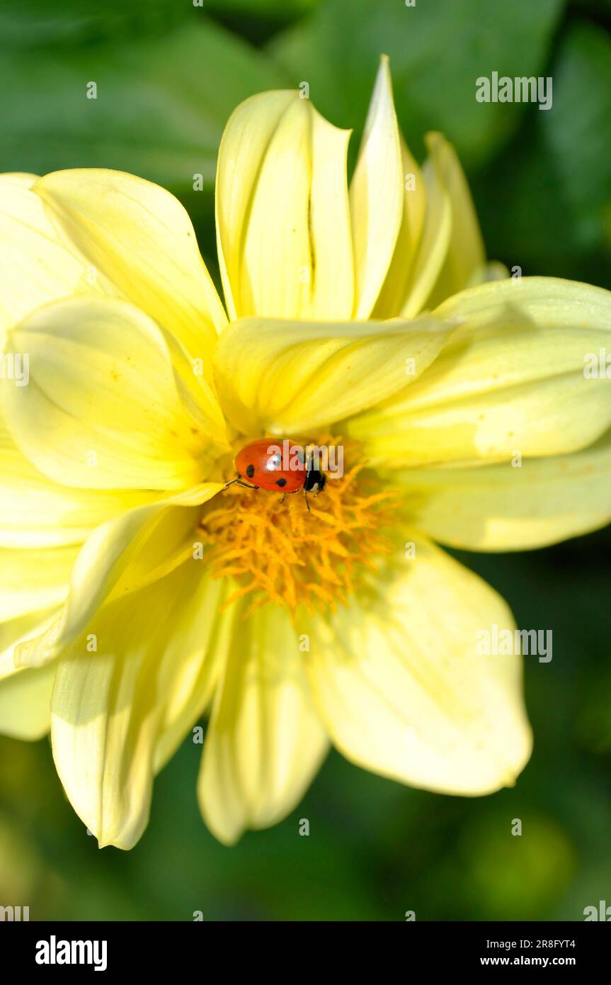 Marienkäfer auf Dahlienblüte, Asiatische Marienkäfer (Harmonia axyridis) Stockfoto