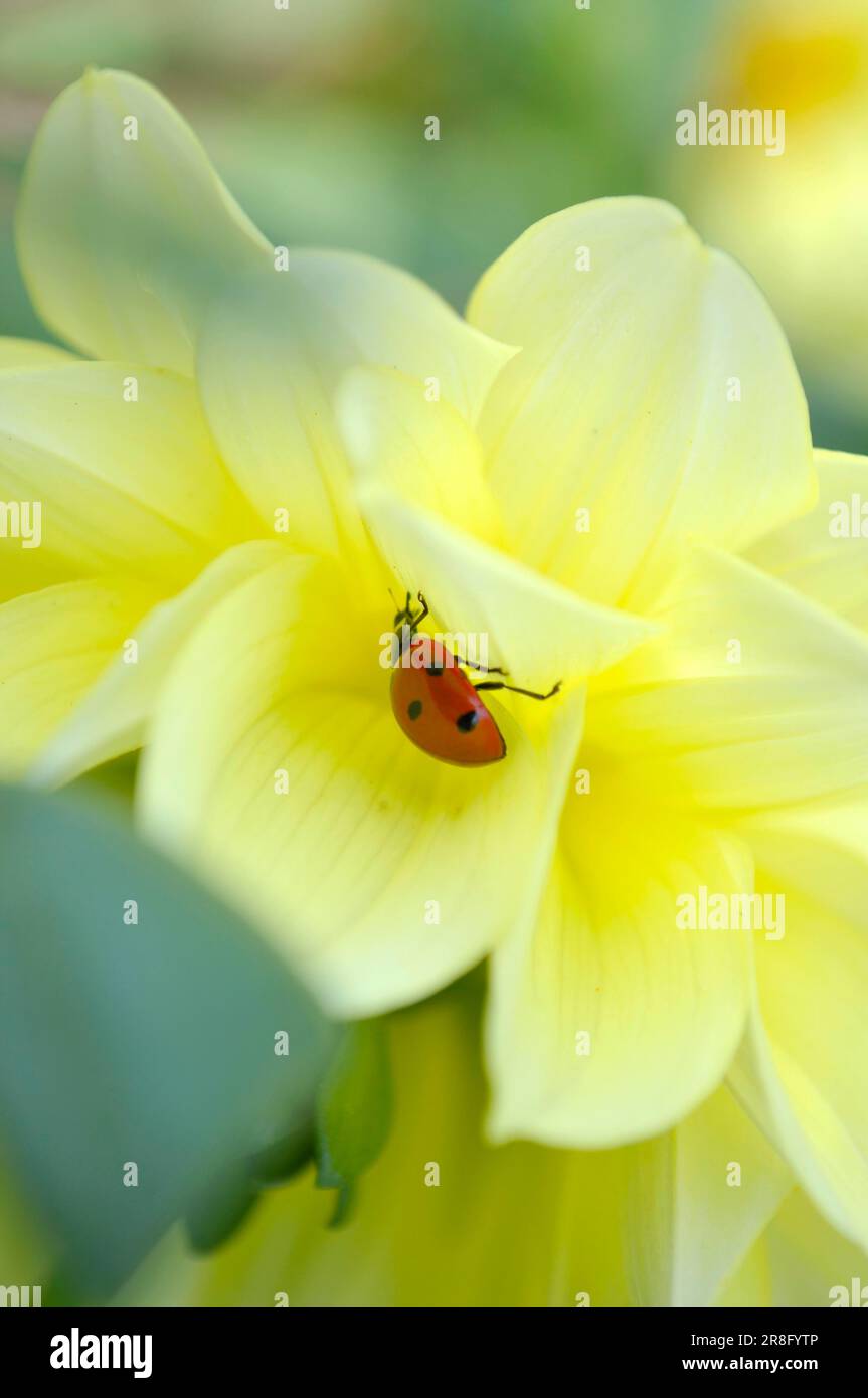 Marienkäfer auf Dahlienblüte, Asiatische Marienkäfer (Harmonia axyridis) Stockfoto