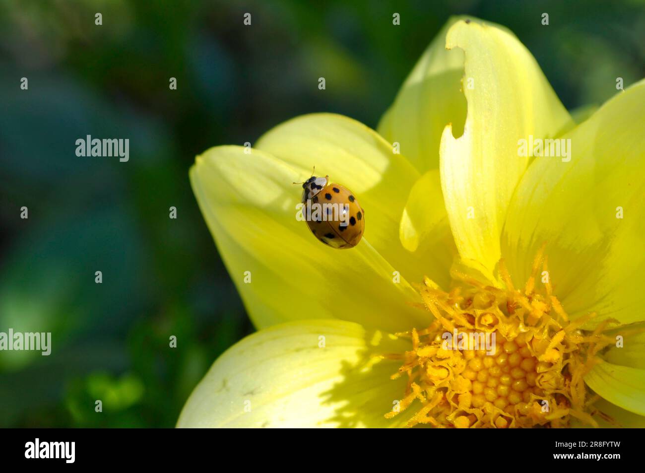 Marienkäfer auf Dahlienblüte, Asiatische Marienkäfer (Harmonia axyridis) Stockfoto