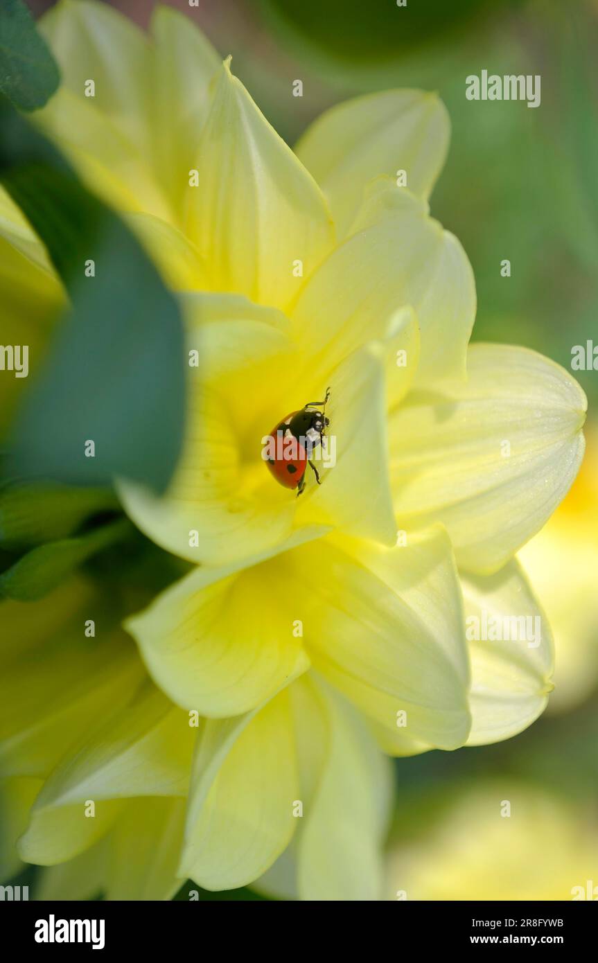 Marienkäfer auf Dahlienblüte, Asiatische Marienkäfer (Harmonia axyridis) Stockfoto