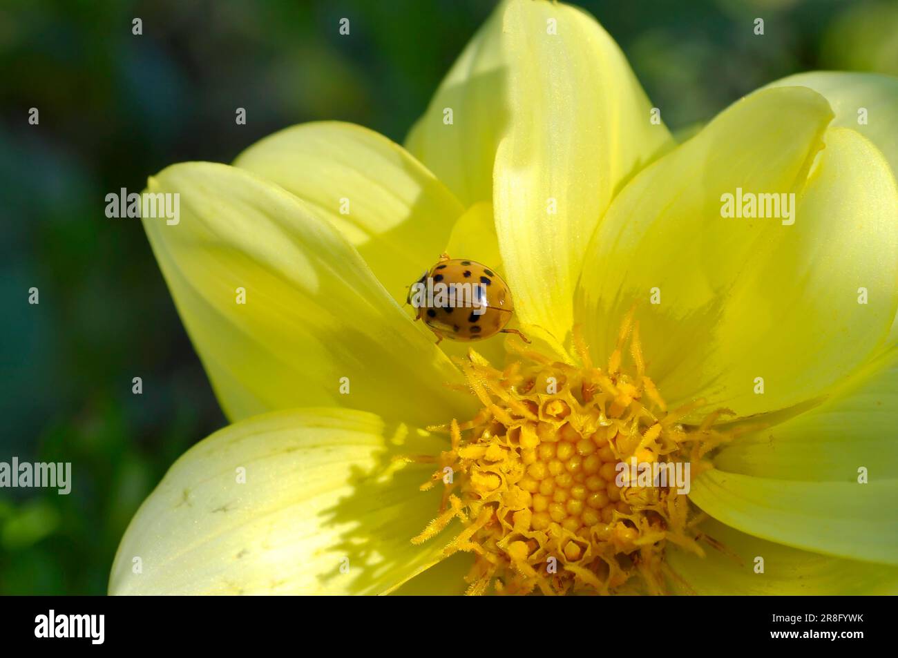 Marienkäfer auf Dahlienblüte, Asiatische Marienkäfer (Harmonia axyridis) Stockfoto