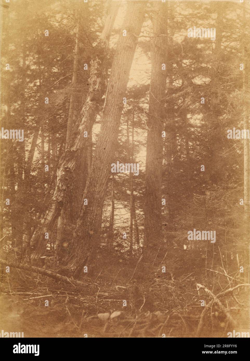 Unbenannt aus dem Portfolio The Forest: Adirondack Woods 1859 von William James Stillman, geboren in Schenectady, NY 1828, gestorben in Surrey, England 1901 Stockfoto