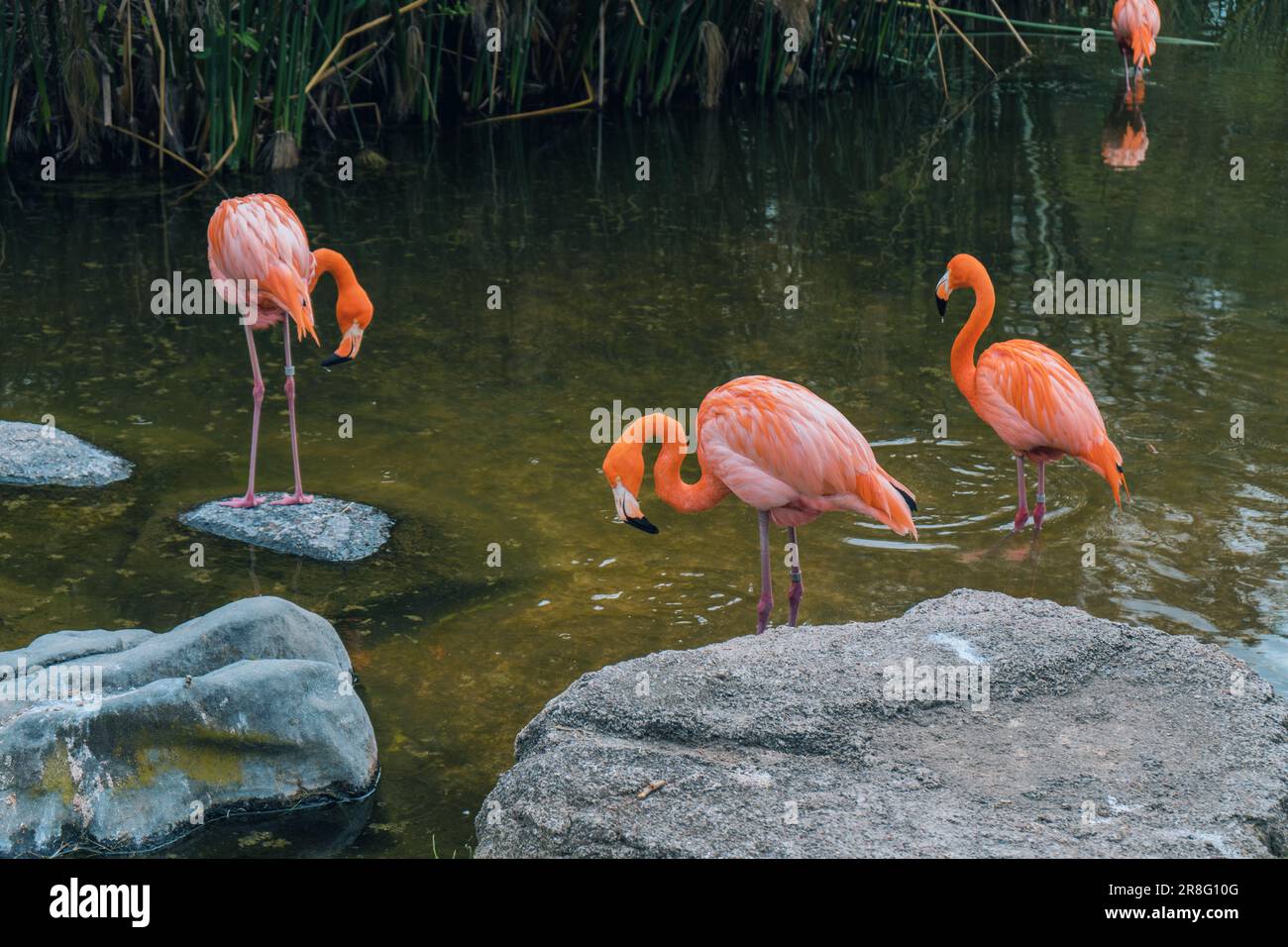 Drei rosa Flamingos stehen in einem flachen Gewässer, ihre Köpfe sind gebeugt auf der Suche nach Nahrung Stockfoto