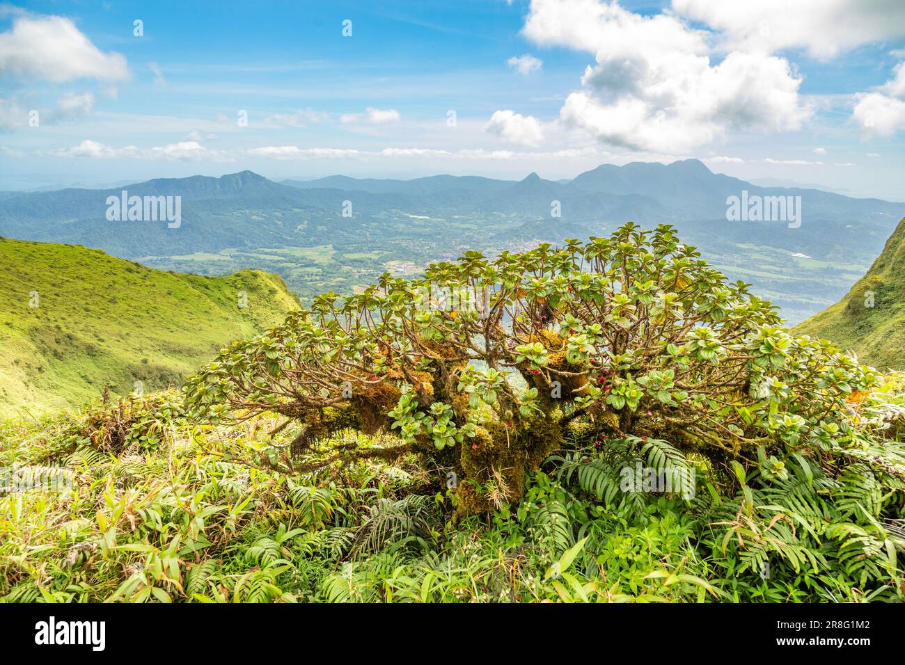 Mount Pelee grüner Vulkan Hügel Panorama mit tropischem Baum im Vordergrund, Martinique, West Indies, französisches Überseedepartement Stockfoto