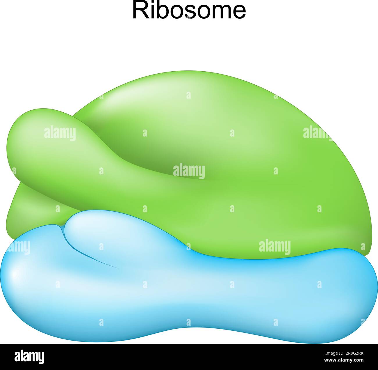 Ribosomen. Zellorganelle für die Proteinsynthese. Vektordarstellung Stock Vektor