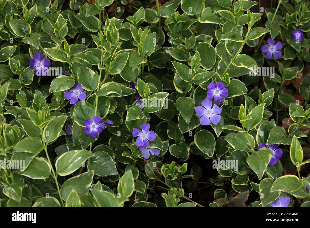 Bigleaf Periwinkle (Vinca Major) Stockfoto