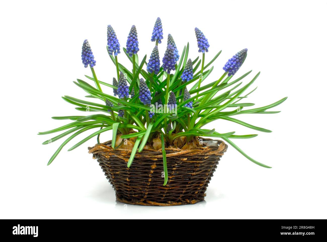 Grape Hyacinth (Muscari) Stockfoto