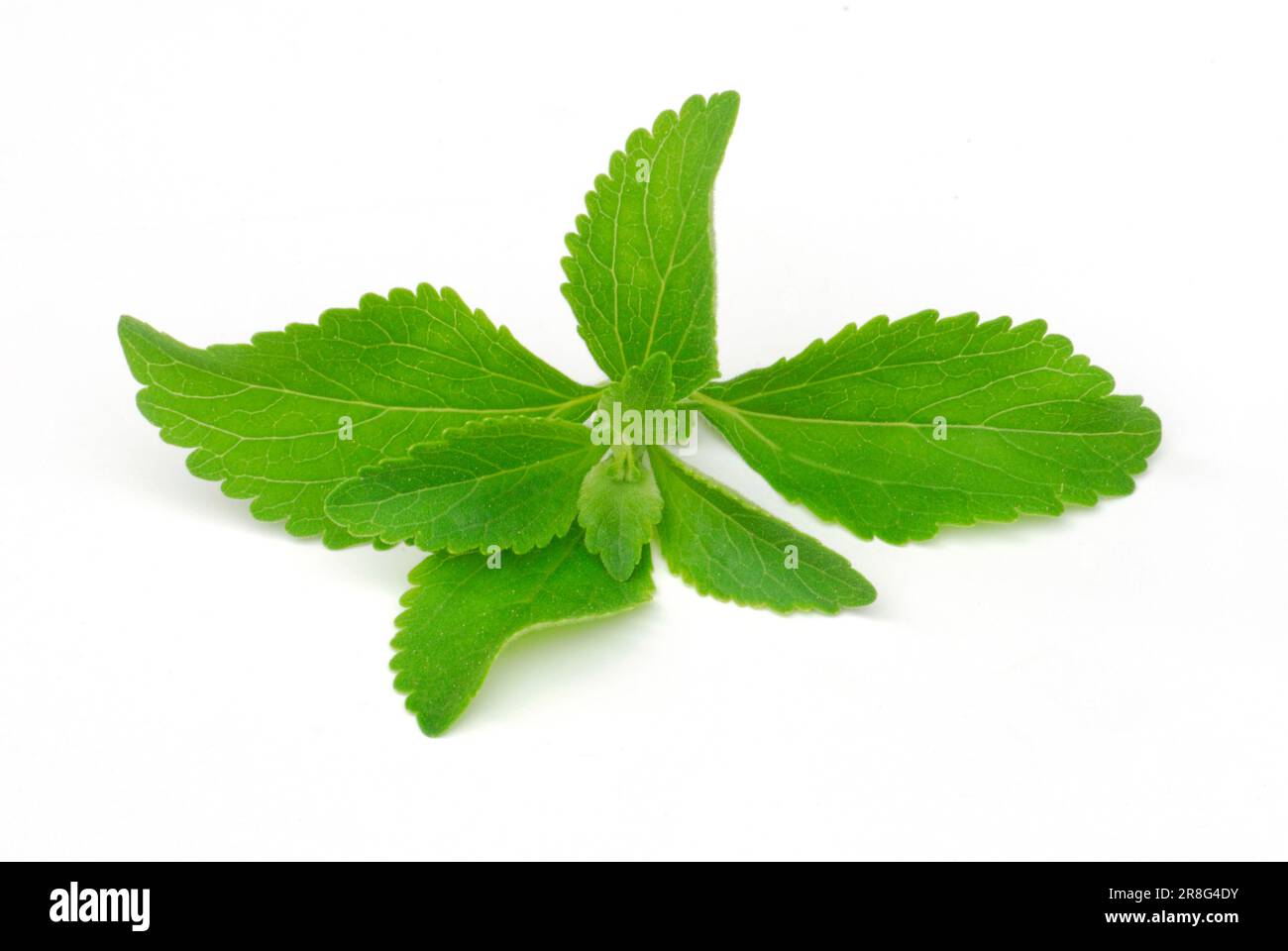 Stevia, Zuckerblatt (Stevia rebaudiana) Stockfoto