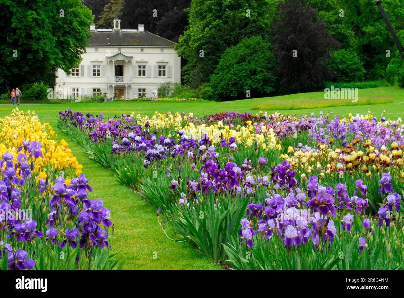 Deutsche Iris (Iris germanica), Garten der Villa Merian, Grün 80, Basel, Schweiz Stockfoto