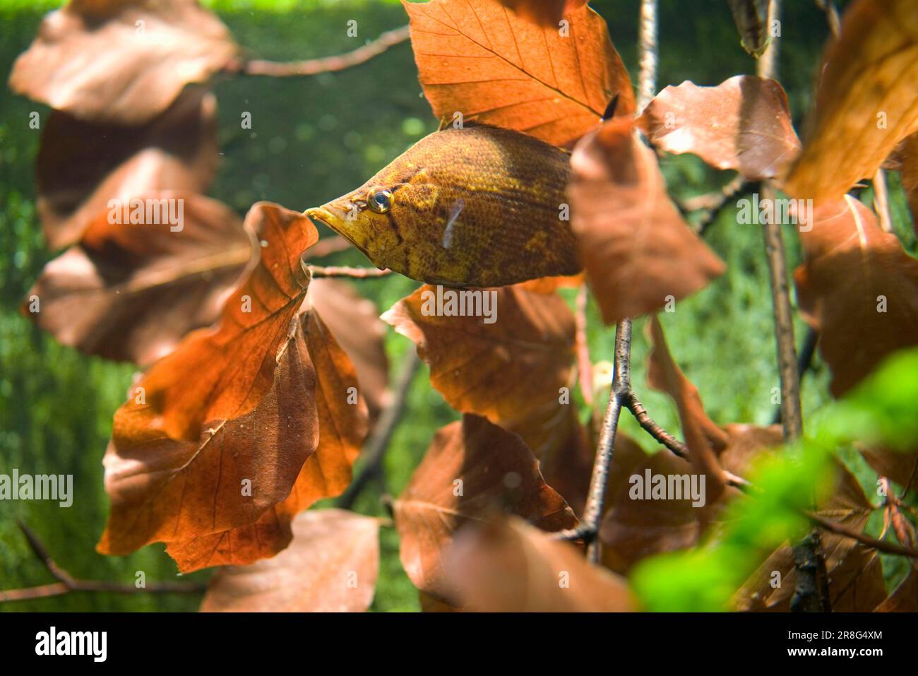 Südamerikanischer Blattfisch (Monocirrhus polyacanthus), Barbeled Leaf Fish Stockfoto